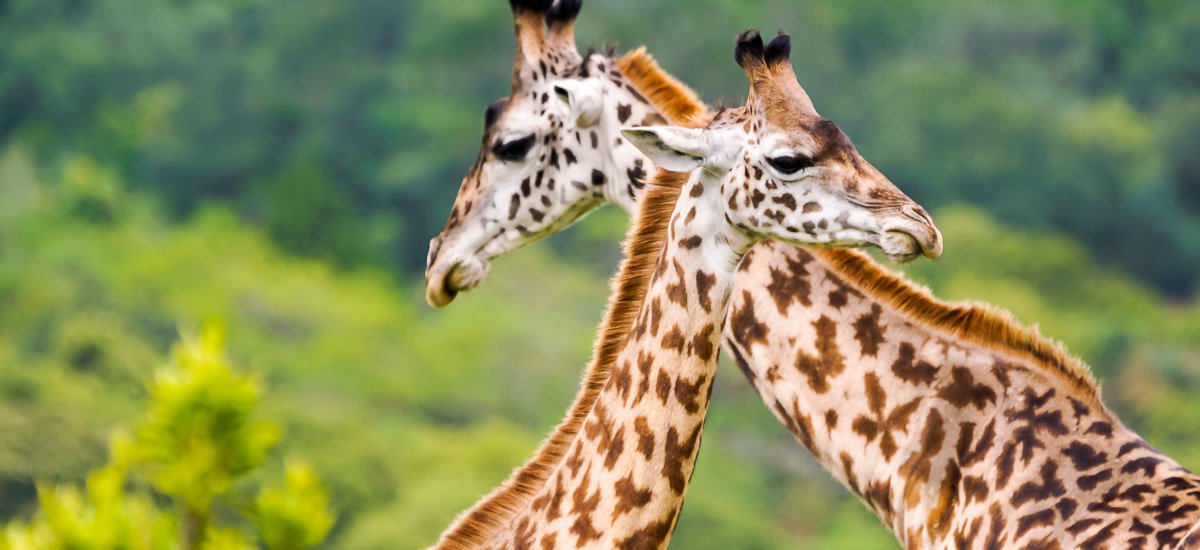 Giraffen Serengeti Gruppenreise Sonnenschein 2023