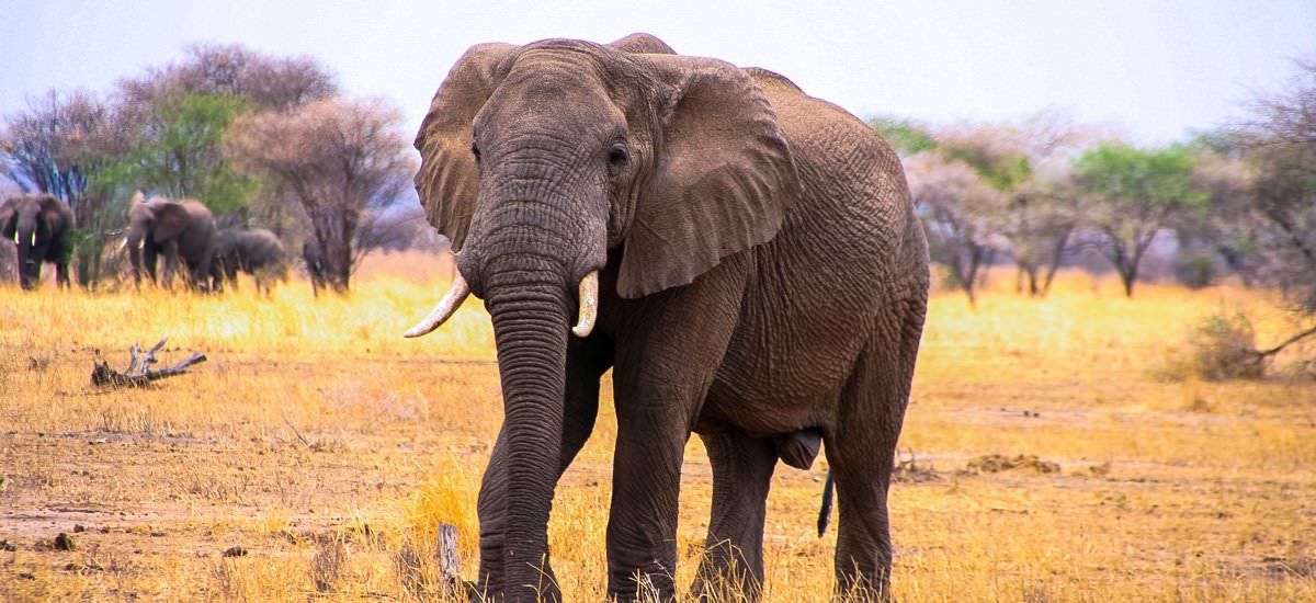 Elefanten Tansania Gruppenreise 2023 Reisebüro Sonnenschein