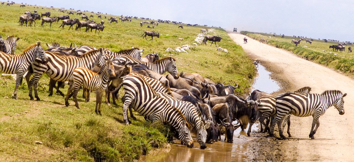 Zebra Besichtigung Kleingruppenreise Tansania