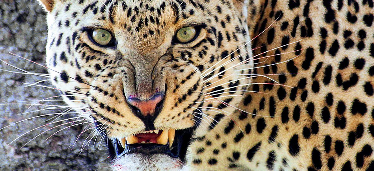tansania gruppenreise 2023 leopard