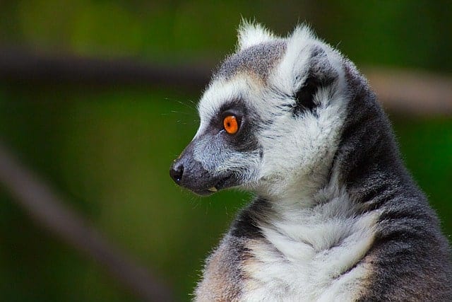 Südafrika Fernreise Angebot 2025 Südafrika Reiseangebot 2025 mit Deiner Reiseberatung in Varel, Lemuren