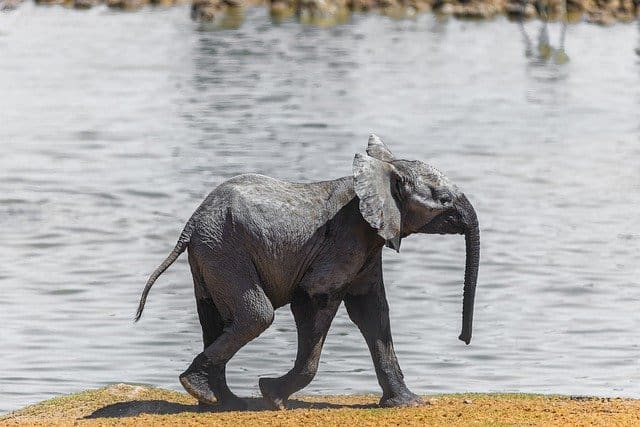 elefant namibia
