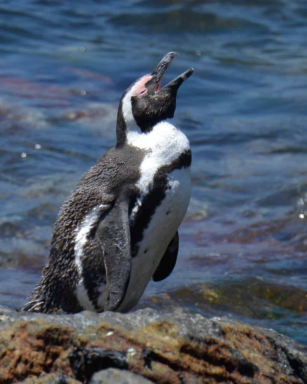 Südafrika Fernreise Angebot 2025 Südafrika Reiseangebot 2025 mit Deiner Reiseberatung in Varel, Pinguin
