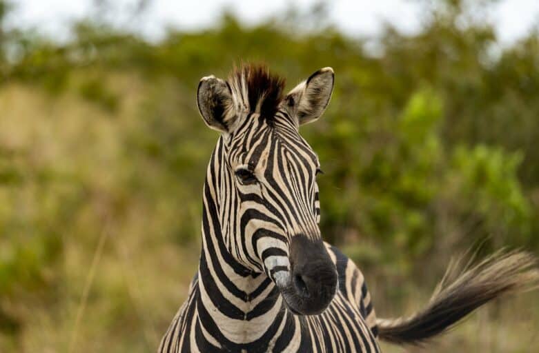 namibia wilde tiere zebra