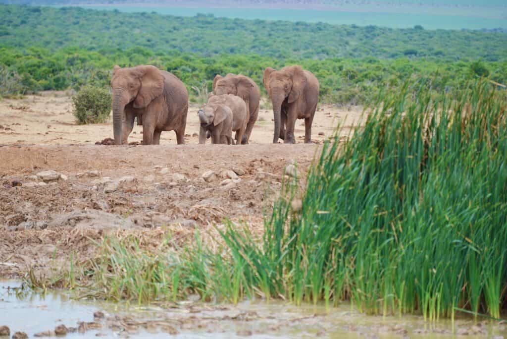Südafrika Fernreise Angebot 2025 Südafrika Reiseangebot 2025 mit Deiner Reiseberatung in Varel, Elefanten im Nationalpark