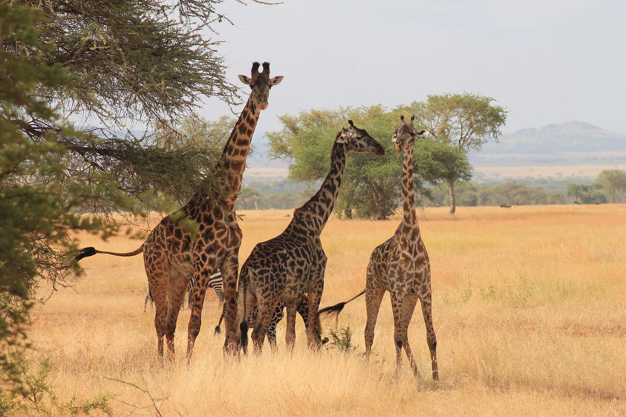 tansania weltentdecker reise giraffen