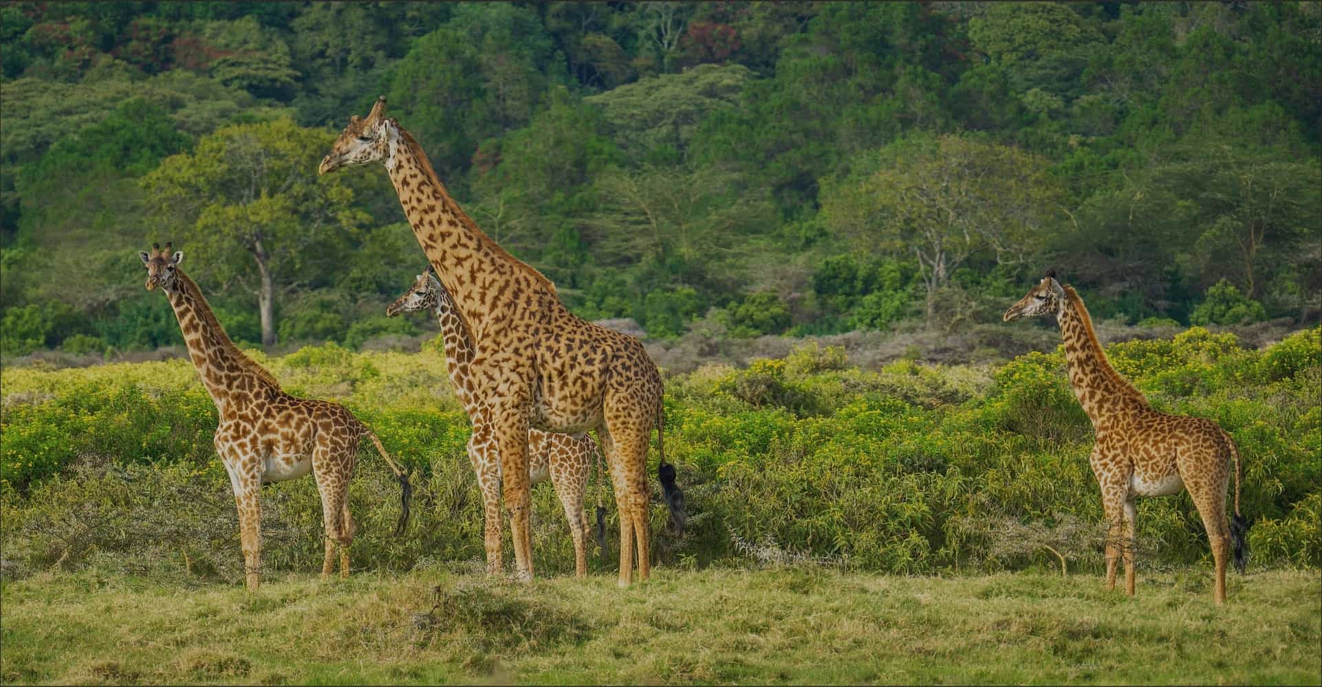 tansaniareise 2023 giraffen beobachten