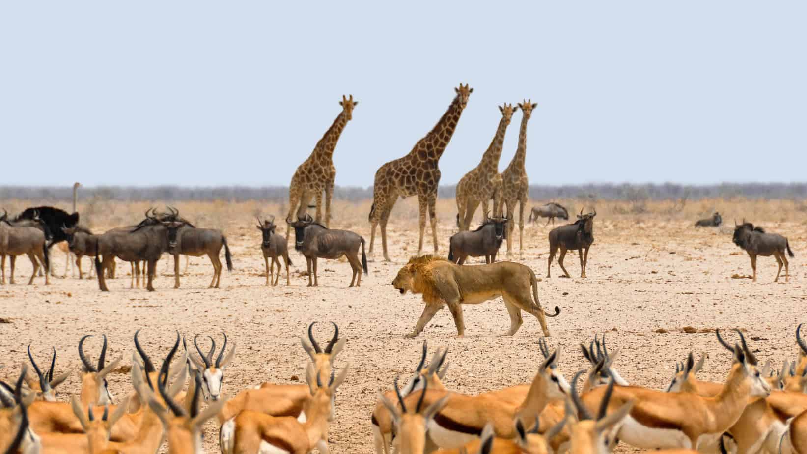 Namibia und seine wilden Tiere entdecken